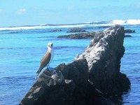Båtsafari på Galapagos