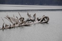 Blod på solglasögonen