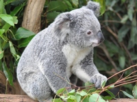 Coola Koala