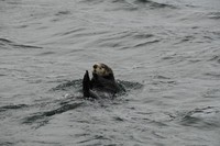 Havsuttrar och fiskebåtar